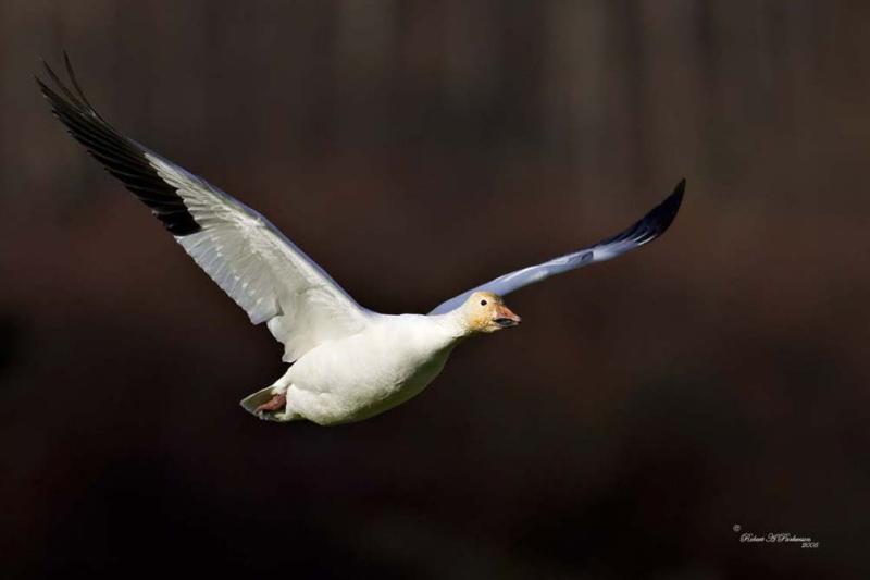 Snowgoose