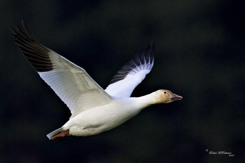 Snowgoose,,,