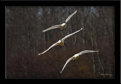 Looking for a landing