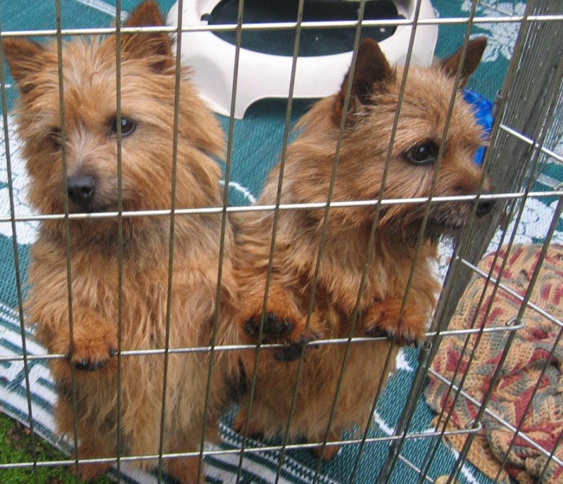 Tucker and Sophie awaiting their turn at the Norfok Terrier show