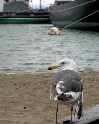 Near Aquatic Park, I think