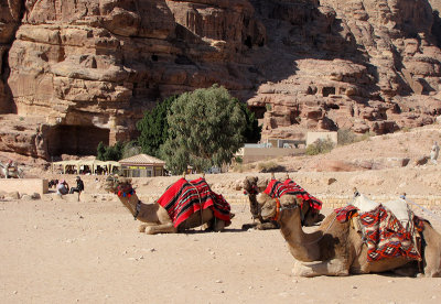 Petra transport, resting