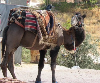 A very curious camel.