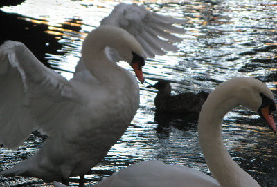 Swans in the Palace of Fine Arts lagoon