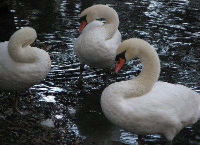 Swan trio 2