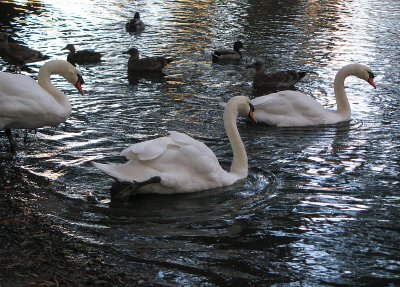 Swan trio and ducks