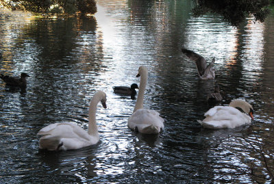 Three swans, three ducks, one flying