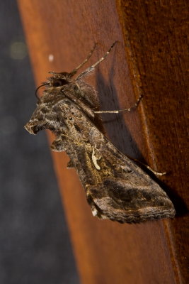 Horned Moth