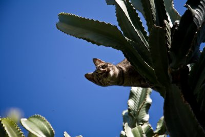 Cactus Cat 11-2009