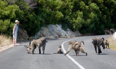 Road Baboons