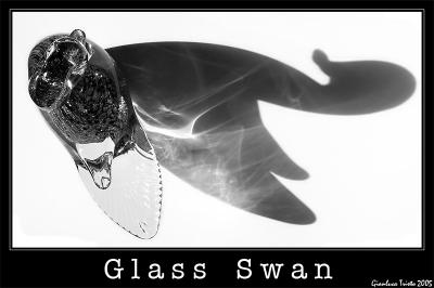 Glass Swan by Gianluca Tristo