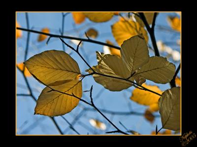 Leafs above by Stephen Pierce