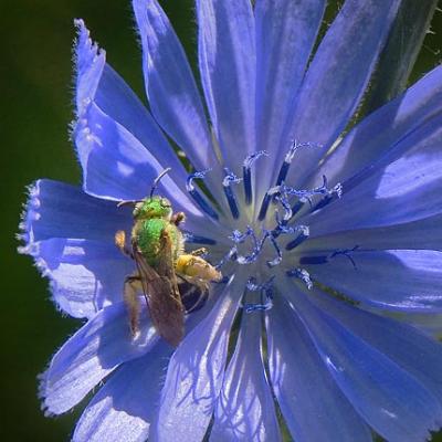 Green Bee on Blue Flower by Gordon W