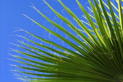 Palm Frond by Gordon W