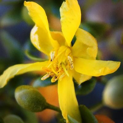 Yellow Flower by Gordon W