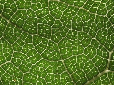 Giant Hogweed Leaf by Mike Parsons
