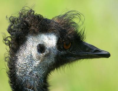 MC82 Hair, Fur, Feathers, or Scales: Bad Hairday - Fred