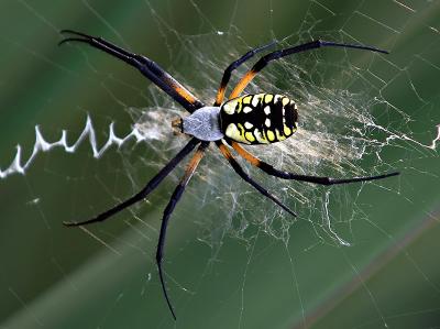 Argiope Spider by Don
