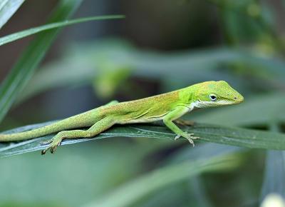 Green Anole by Don