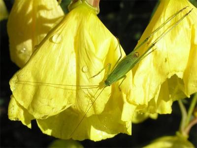 Yellow & Green * by Doris Baillet