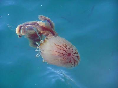 Jellyfish * by Doris Baillet