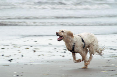 Running Along The Shore