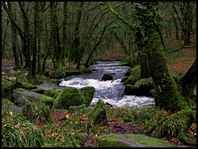 MC87:Forest - In the woods by Michael73