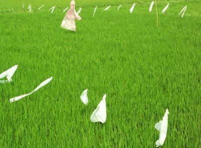 Rice Paddy Sentinels by Doug Young