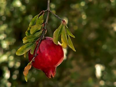 Pomegranate by Bugzie