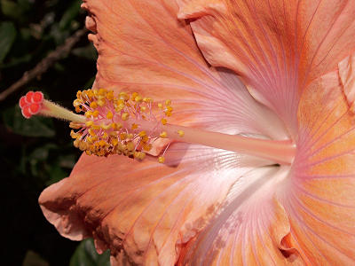 Pale Orange Hibiscus by Bugzie