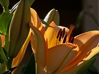 Greens and Oranges - Day Lily by Bugzie