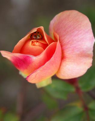 Ladybug In Rose by JeffryZ
