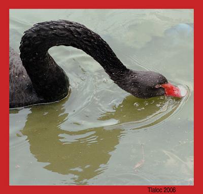 Black Swan by Tlaloc