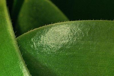 Green Curves by Roger Wilmot