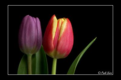 3rd place - Tulips by Paolo Vairo