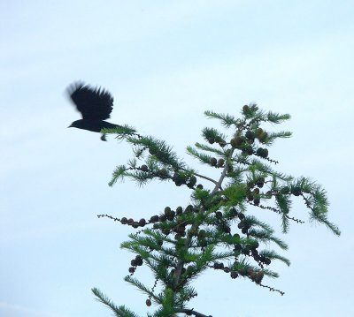 Bye Bye Blackbird by Ron LaCroix