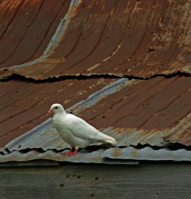 White Bird (It's a Beautiful Day) by Ron LaCroix
