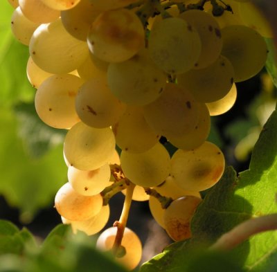 I heard it through the Grape Vine... Marvin Gaye, by Barbara Heide