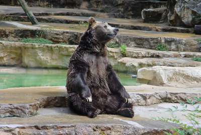 Look At That Old Grizzly Bear (Mark Mothersbaugh) by photocat37