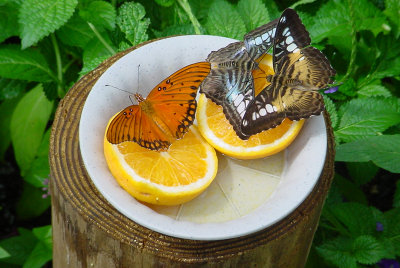 Butterfly Collector (Garbage) by photocat37