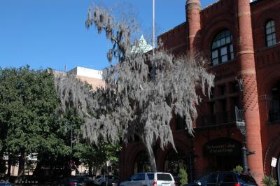 Hanging  Moss of Savannah