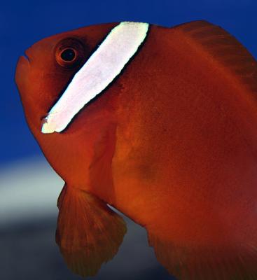 Tomato Clownfish