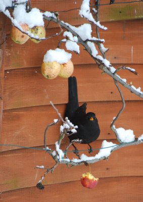 Blackbird on the apple tree