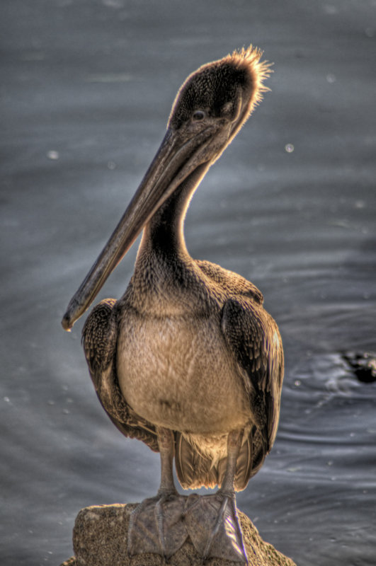 8/30/08- Pelican