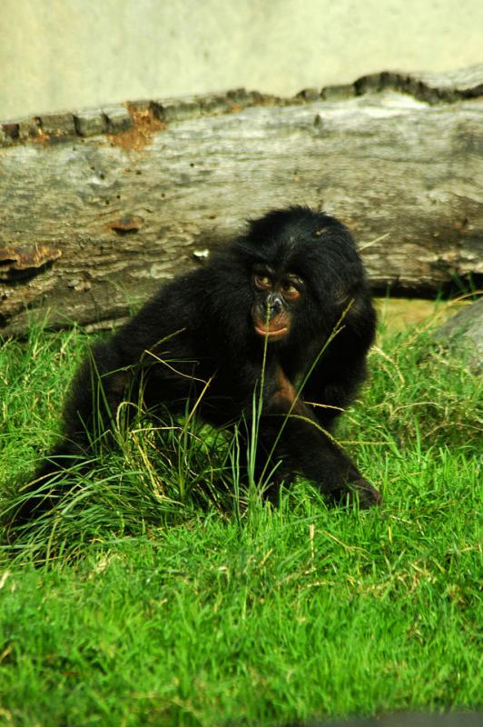 Bonobos,  Pan paniscus,  at San Diego Zoo