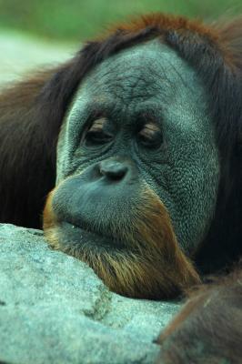 Orangutan at San Diego Zoo