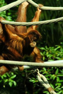 Baby orangutan at San Diego Zoo