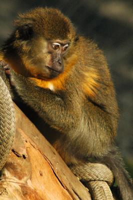 A Female Golden-Bellied Mangabey at the San Diego Zoo