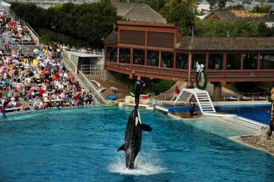 Shamu at Sea World, San Diego