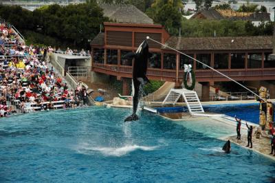 Shamu jumping at Sea World, San Diego